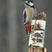 Great Spotted Woodpecker